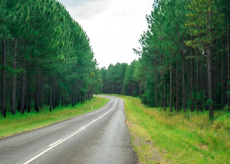 Ho notato un orso che agitava la zampa vicino all’autostrada: all’inizio ero spaventato e volevo andarmene, ma all’improvviso ho notato qualcosa di strano