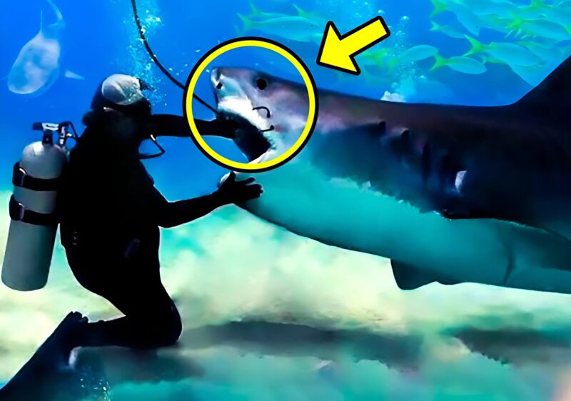 Un enorme squalo con la bocca aperta nuotava verso un sub: inizialmente l’uomo pensò che lo stesse attaccando, finché non notò cosa conteneva nella sua bocca.