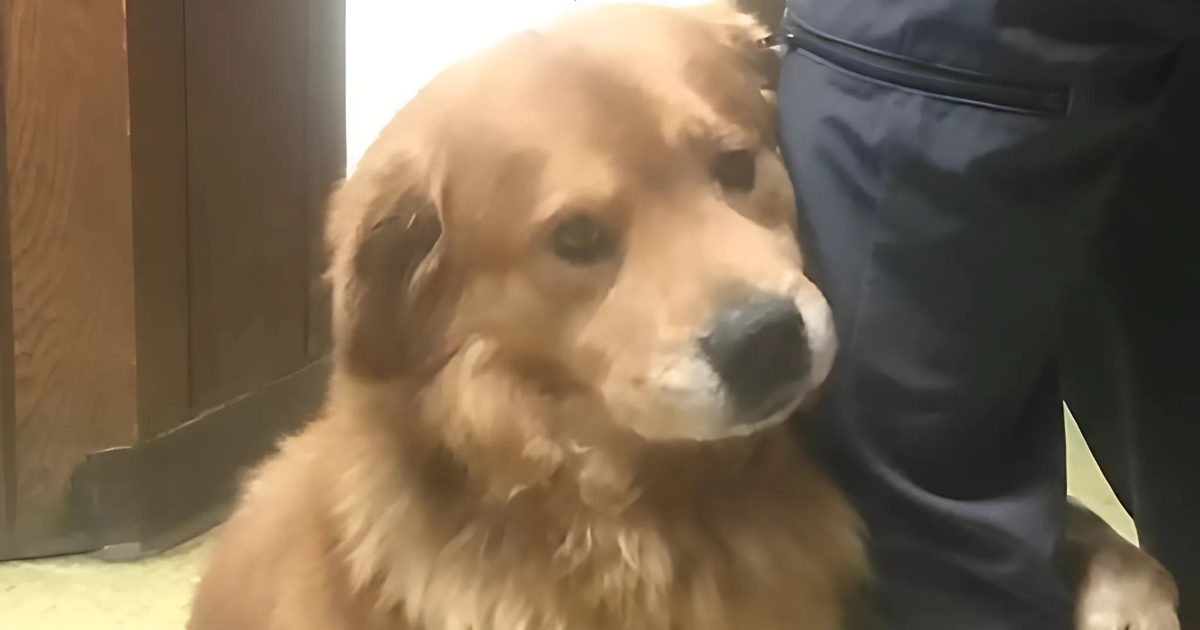 Un Legame Infrangibile: Il Cane Gli Si Aggrappò Alla Gamba… E Da Quel Giorno Nulla Fu Più Come Prima