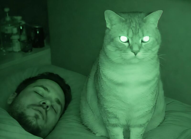 Ogni notte mi svegliavo con la sensazione che il gatto stesse fissando me e mio marito, e sembrava spaventoso.