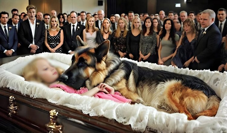 Il pastore tedesco non ha mai lasciato la bara della ragazza. Quando videro cosa nascondeva sotto di sé, tutti rimasero in silenzio