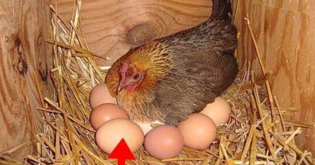 «Un agricoltore ha trovato un uovo grande sotto una gallina»: Ciò che è uscito dall’uovo ha sconvolto tutti!