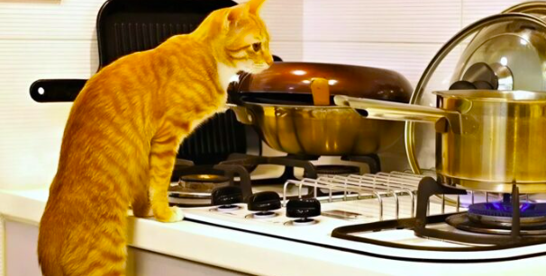 Il gatto si è comportato in modo strano per tutta la sera. Soffiava, miagolava e non si alzava dai fornelli.