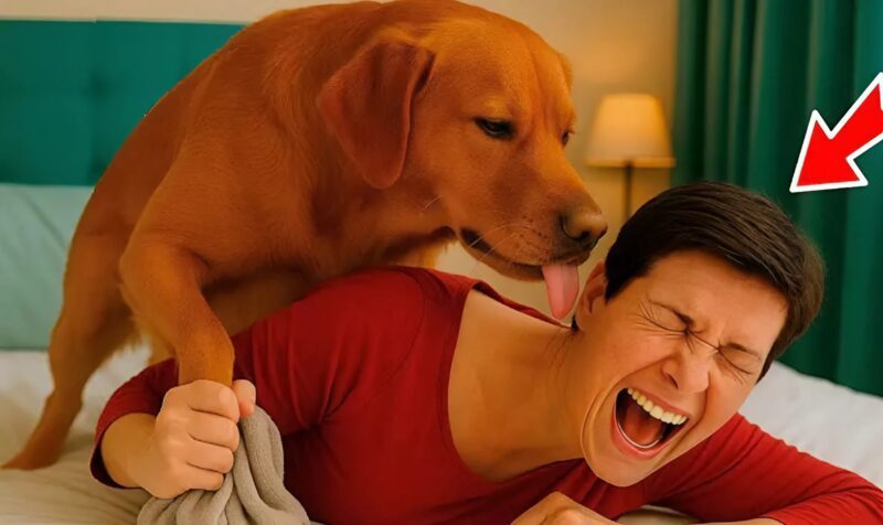 Guarda il video e l’immagine di ciò che una donna non ha potuto leggere in croazia, e il nostro sobaka le ha lasciato il naso e l’ha letto e шею: я присмотрелся и lo zafferano è stato rimosso