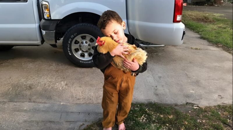 Il refusait de lâcher sa poule et je n’ai pas eu le cœur de lui dire pourquoi elle avait disparu hier