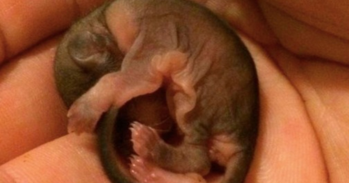 Un uomo ha salvato un strano cucciolo: nessuno pensava che sarebbe cresciuto così!