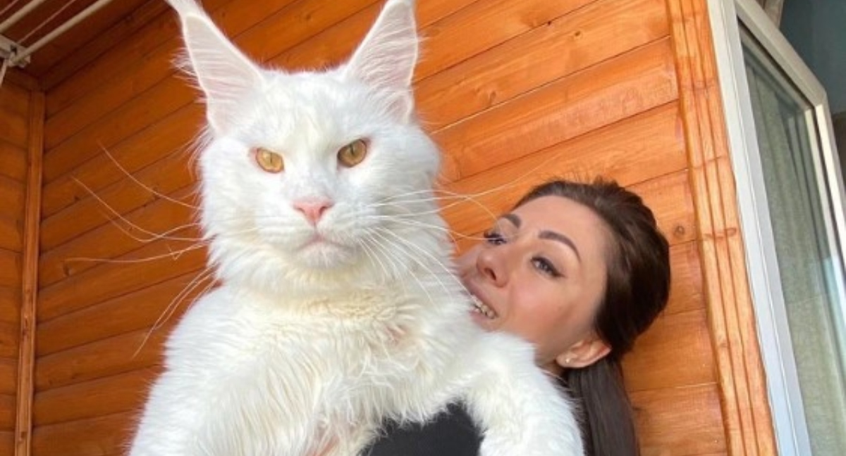 “Pesa 27 Libbre e Sta Ancora Crescendo”: Ecco Kefir, Il Gattone Maine Coon Più Grande del Mondo!