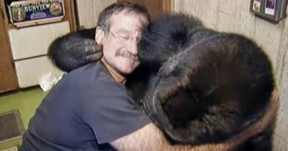 Il Legame Speciale Tra un Amatissimo Attore e una Gorilla Ha Commosso il Mondo: Ma Chi È Questa Leggenda del Cinema?