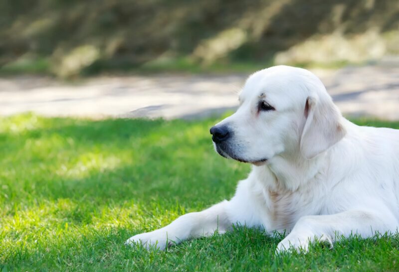 Di notte, il nostro cane è entrato silenziosamente nella stanza, ha messo le zampe sul petto di mia moglie addormentata e ha iniziato ad abbaiare: eravamo terrorizzati quando abbiamo capito perché l’animale si stava comportando in quel modo.